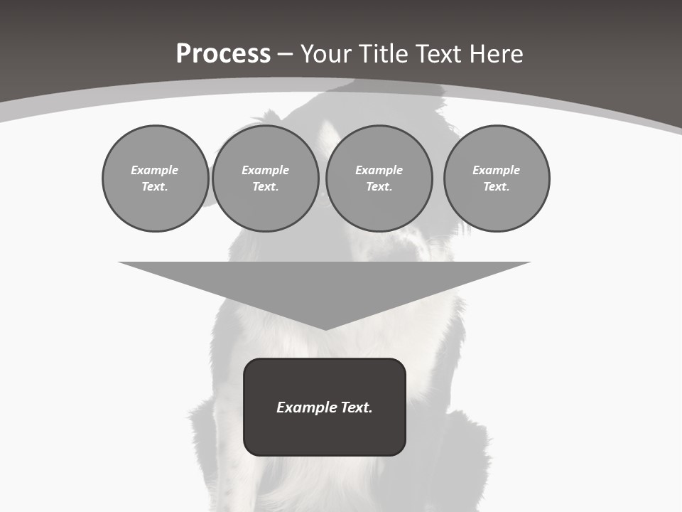 Border Collie Breed Sitting In Front Of A White Background And Facing The Camera PowerPoint Template