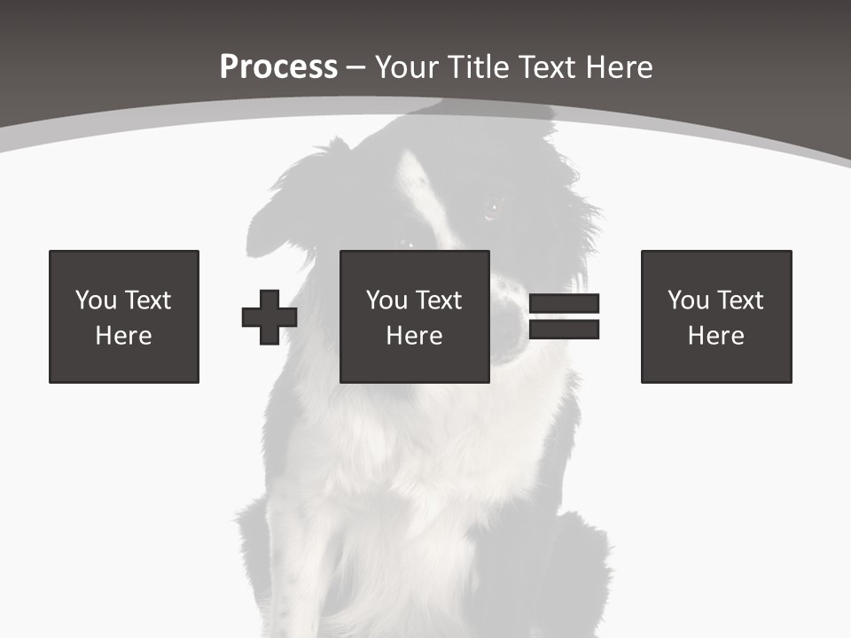 Border Collie Breed Sitting In Front Of A White Background And Facing The Camera PowerPoint Template