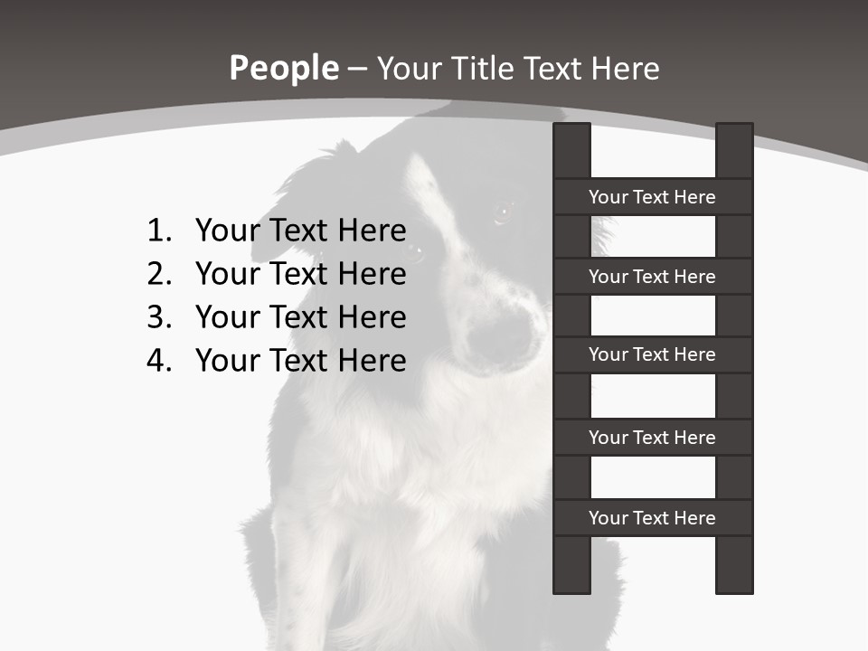 Border Collie Breed Sitting In Front Of A White Background And Facing The Camera PowerPoint Template