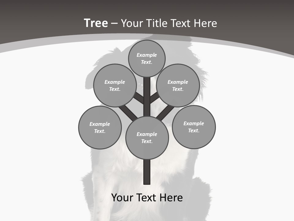 Border Collie Breed Sitting In Front Of A White Background And Facing The Camera PowerPoint Template