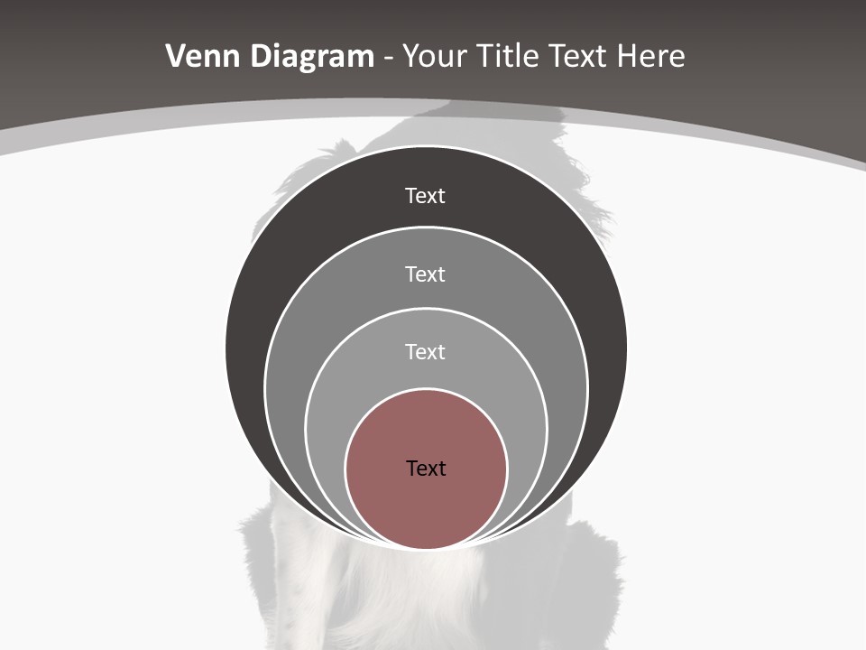 Border Collie Breed Sitting In Front Of A White Background And Facing The Camera PowerPoint Template