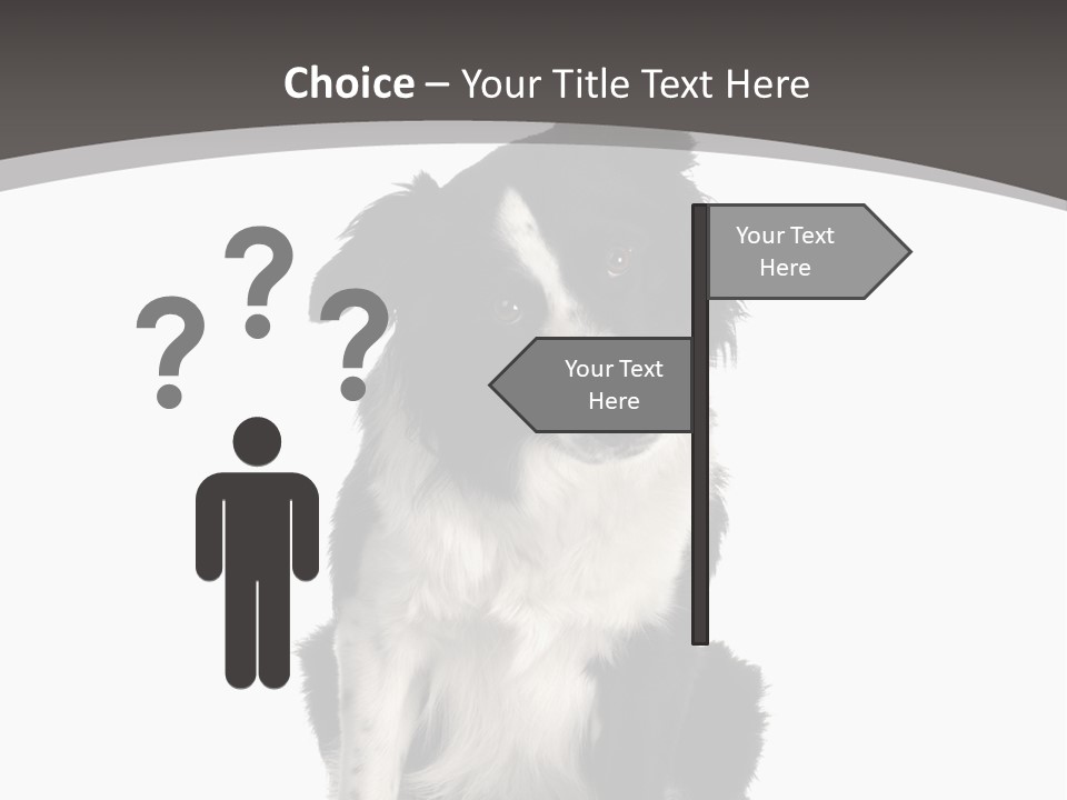 Border Collie Breed Sitting In Front Of A White Background And Facing The Camera PowerPoint Template