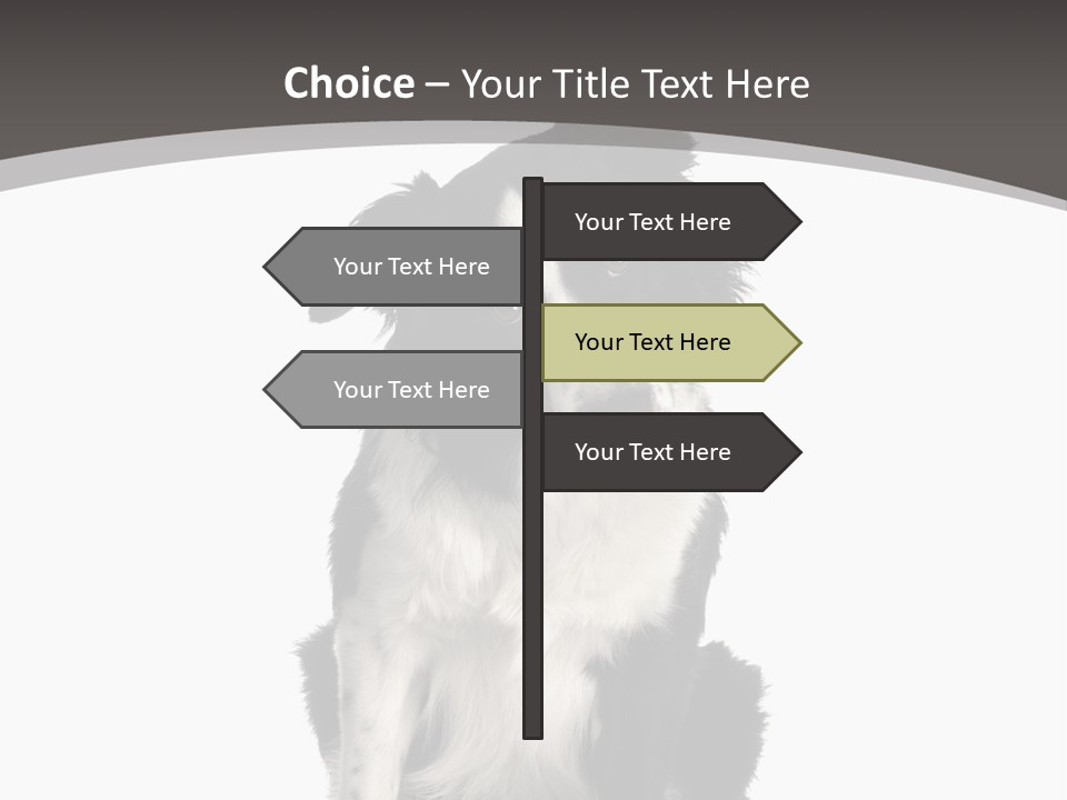 Border Collie Breed Sitting In Front Of A White Background And Facing The Camera PowerPoint Template
