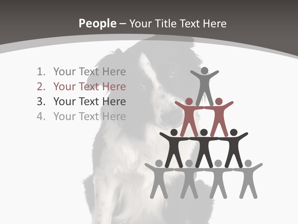 Border Collie Breed Sitting In Front Of A White Background And Facing The Camera PowerPoint Template