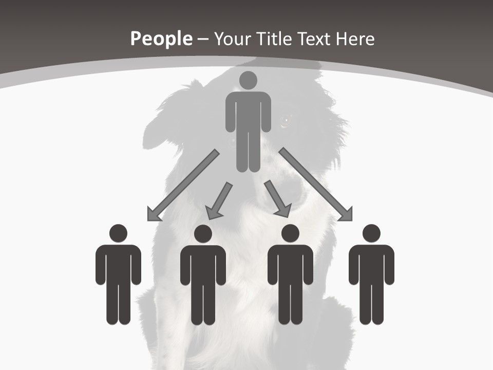 Border Collie Breed Sitting In Front Of A White Background And Facing The Camera PowerPoint Template