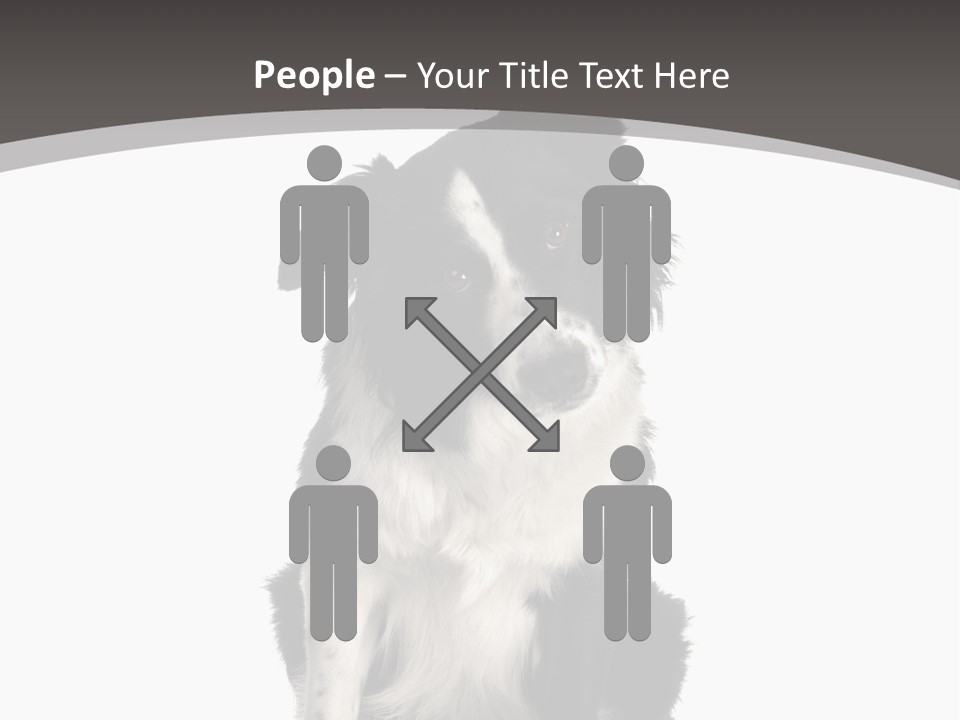 Border Collie Breed Sitting In Front Of A White Background And Facing The Camera PowerPoint Template