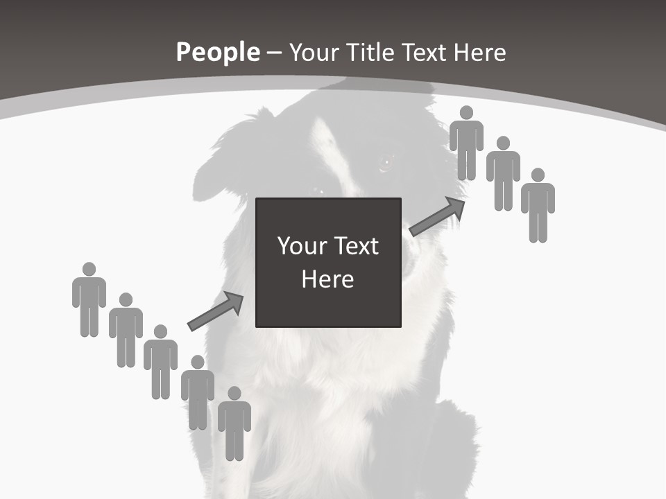 Border Collie Breed Sitting In Front Of A White Background And Facing The Camera PowerPoint Template