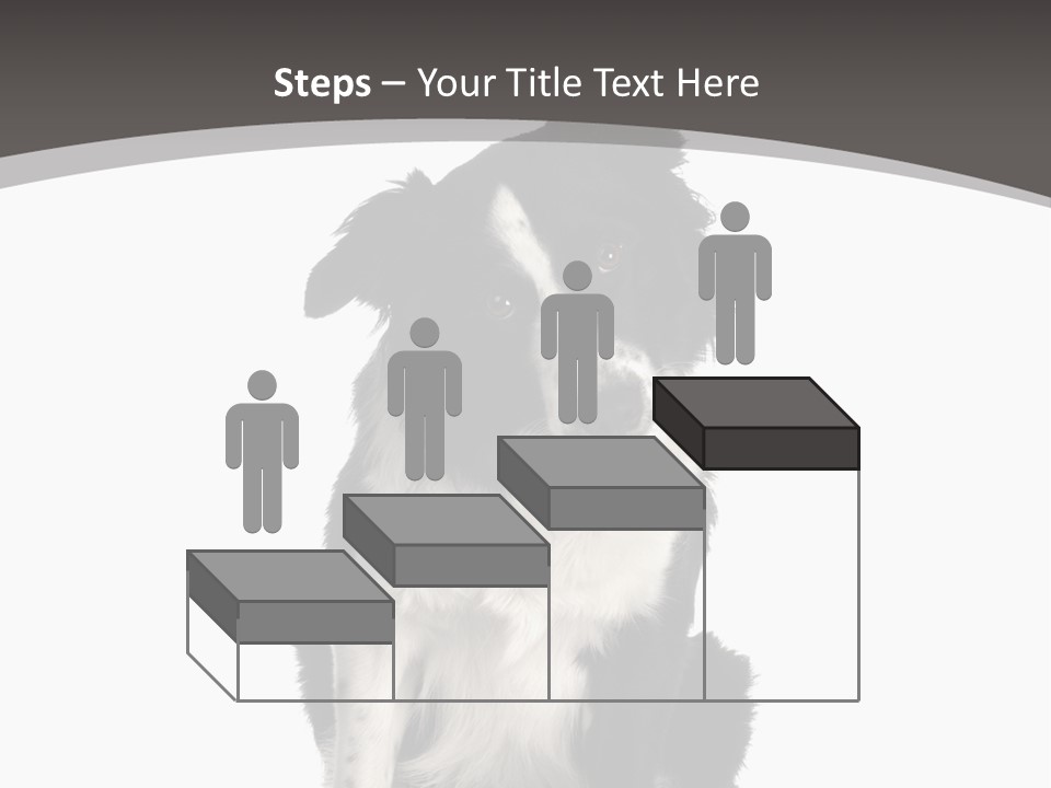 Border Collie Breed Sitting In Front Of A White Background And Facing The Camera PowerPoint Template