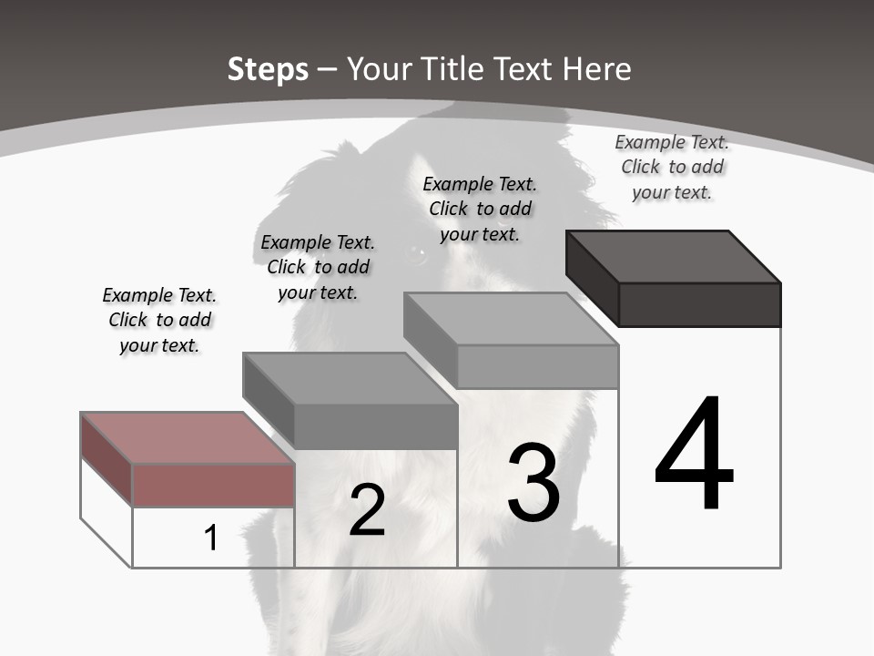 Border Collie Breed Sitting In Front Of A White Background And Facing The Camera PowerPoint Template