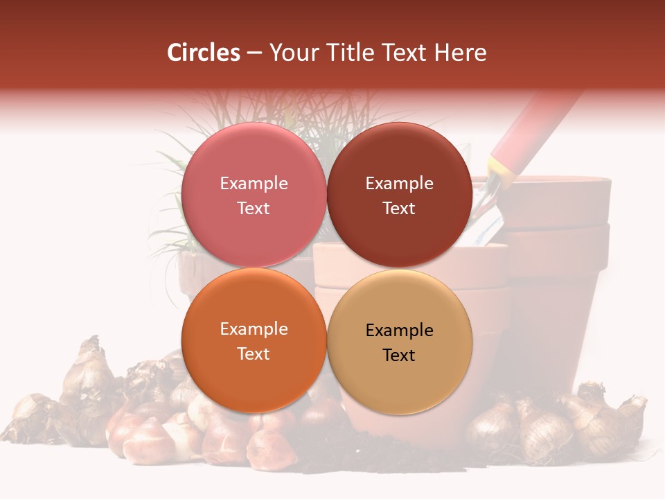 Spring Bulbs PowerPoint Template