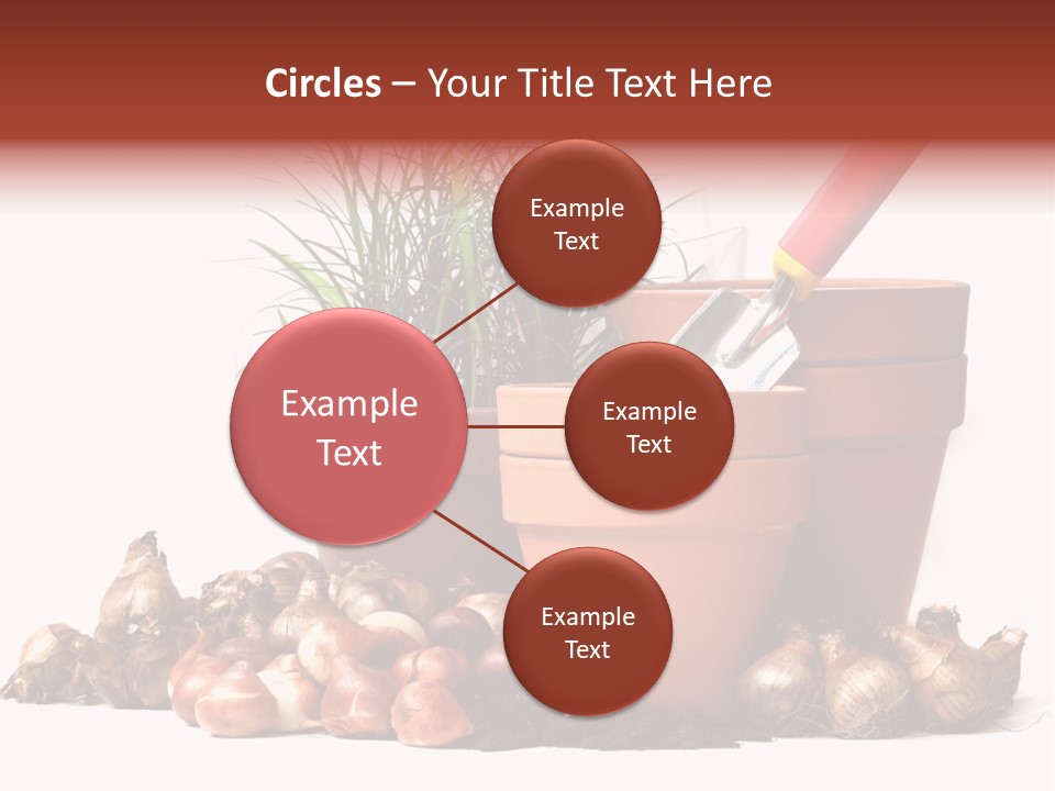 Spring Bulbs PowerPoint Template