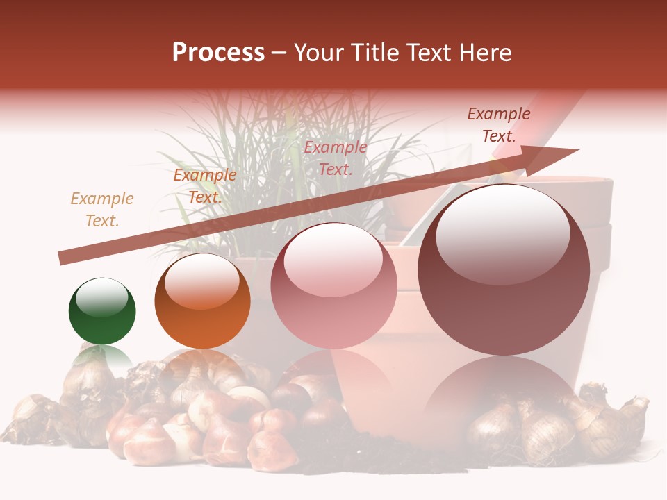 Spring Bulbs PowerPoint Template