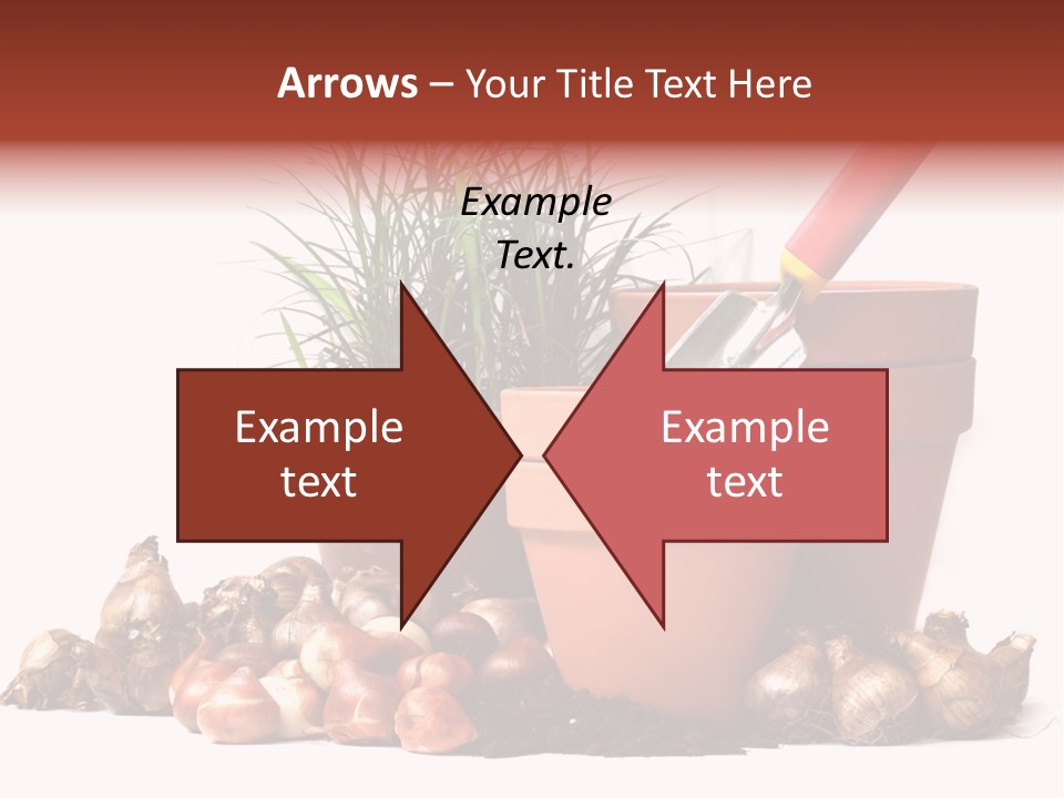 Spring Bulbs PowerPoint Template