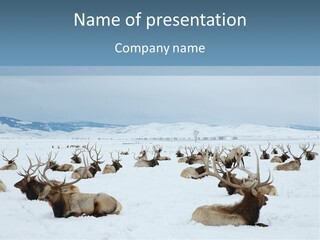 Bull Elk, Elk Refuge, Jackson, Wyoming, 2005 PowerPoint Template