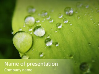 Drops On A Leaf PowerPoint Template