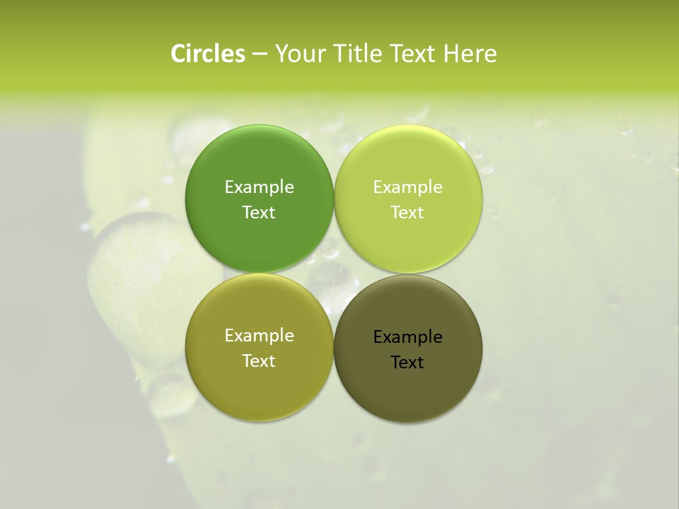 Drops On A Leaf PowerPoint Template