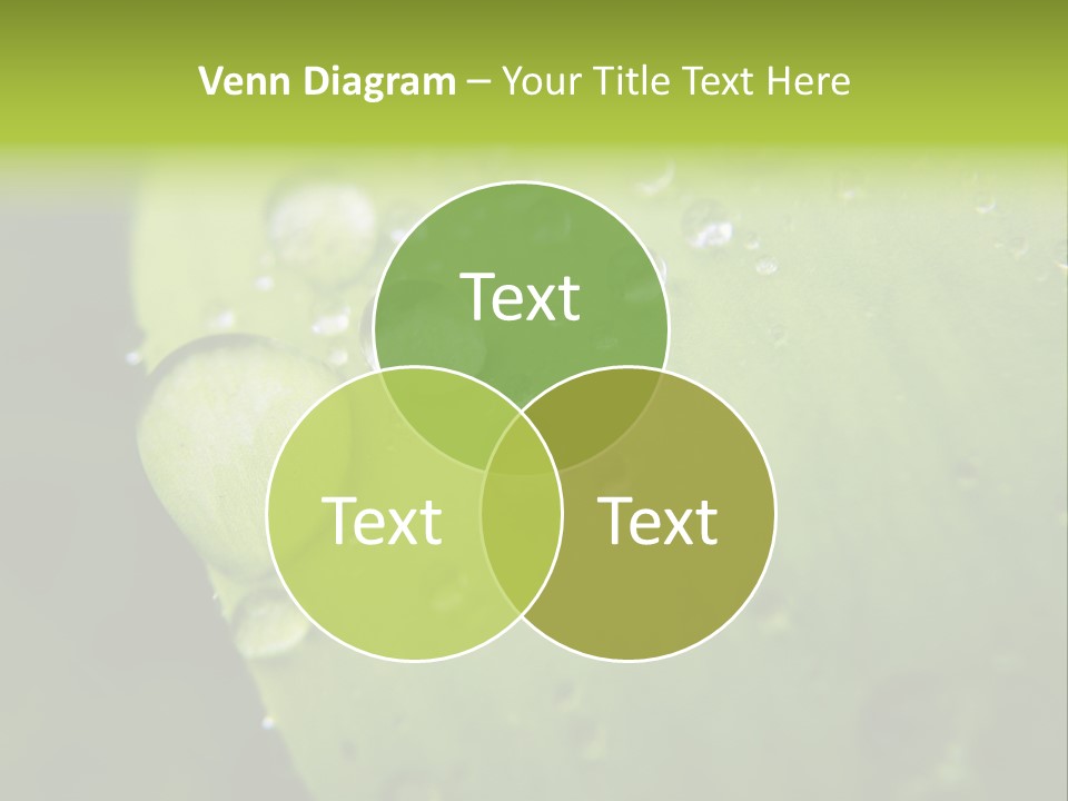 Drops On A Leaf PowerPoint Template
