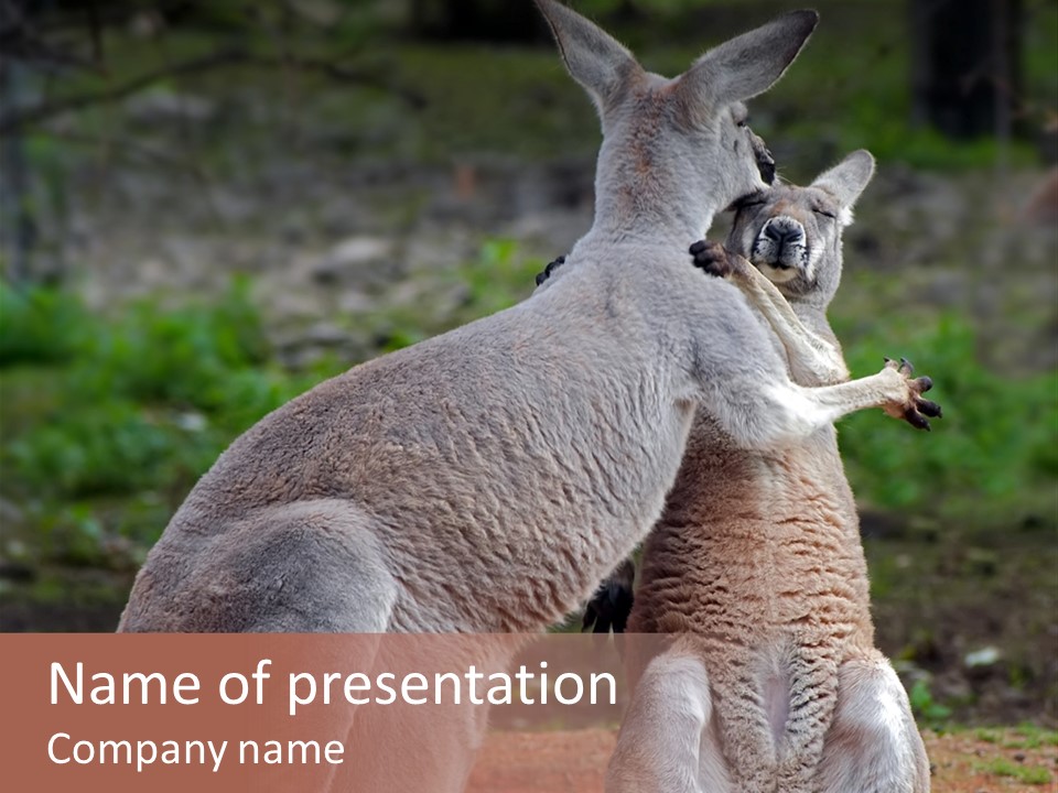 A Kangaroo And A Kangaroo Standing Next To Each Other PowerPoint Template