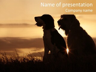 A Couple Of Dogs Sitting On Top Of A Grass Covered Field PowerPoint Template