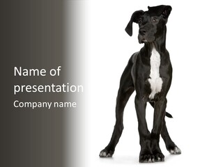 Great Dane In Front Of A White Background PowerPoint Template