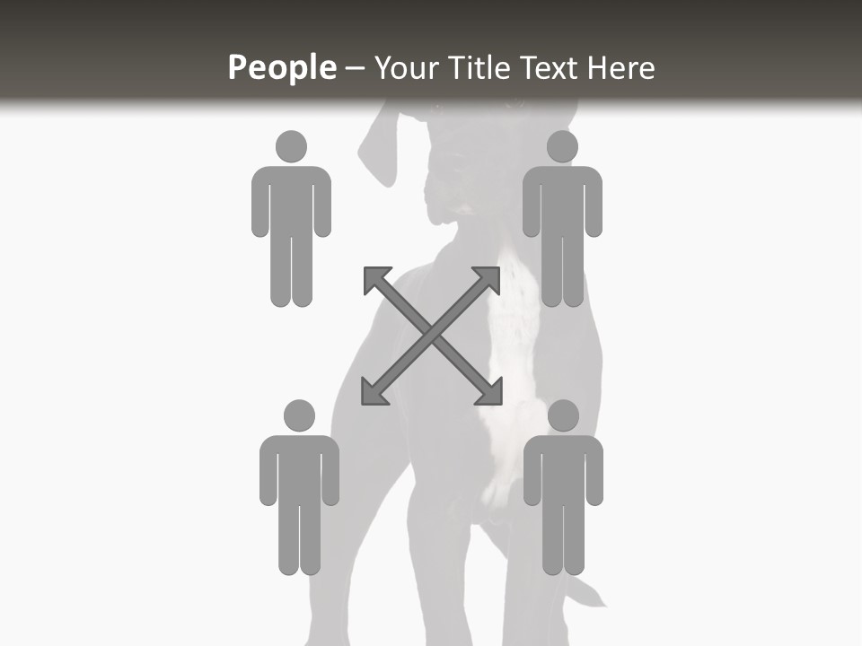 Great Dane In Front Of A White Background PowerPoint Template