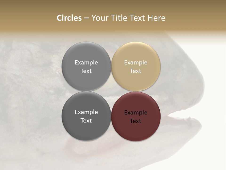 Real Macro Of Fish Head Isolated On White PowerPoint Template