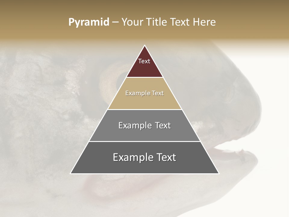 Real Macro Of Fish Head Isolated On White PowerPoint Template