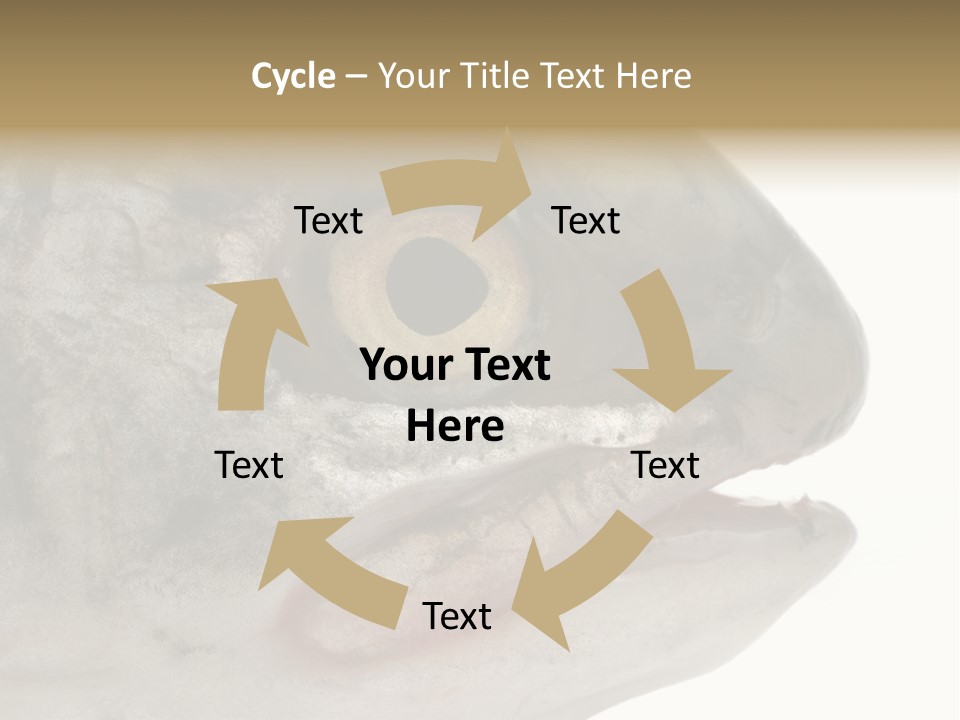 Real Macro Of Fish Head Isolated On White PowerPoint Template