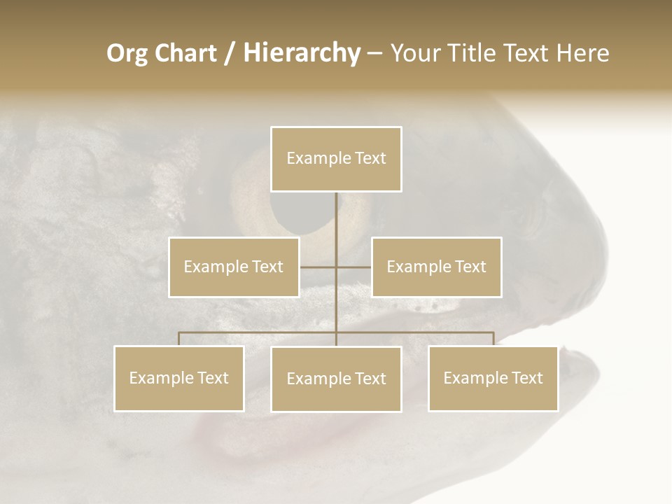 Real Macro Of Fish Head Isolated On White PowerPoint Template