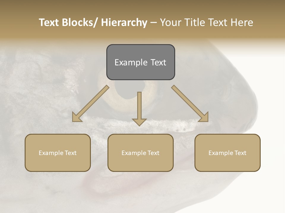 Real Macro Of Fish Head Isolated On White PowerPoint Template