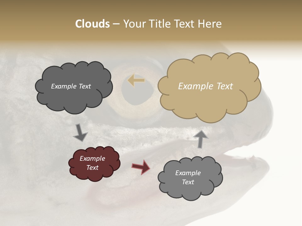 Real Macro Of Fish Head Isolated On White PowerPoint Template