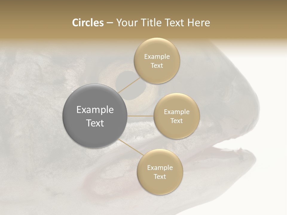 Real Macro Of Fish Head Isolated On White PowerPoint Template