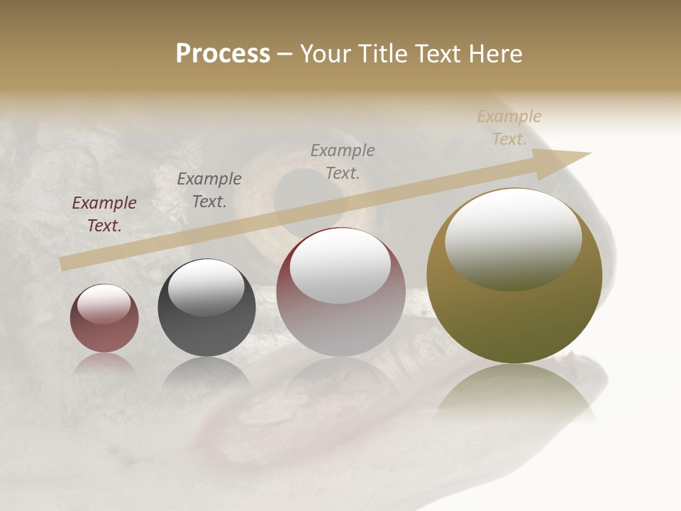 Real Macro Of Fish Head Isolated On White PowerPoint Template