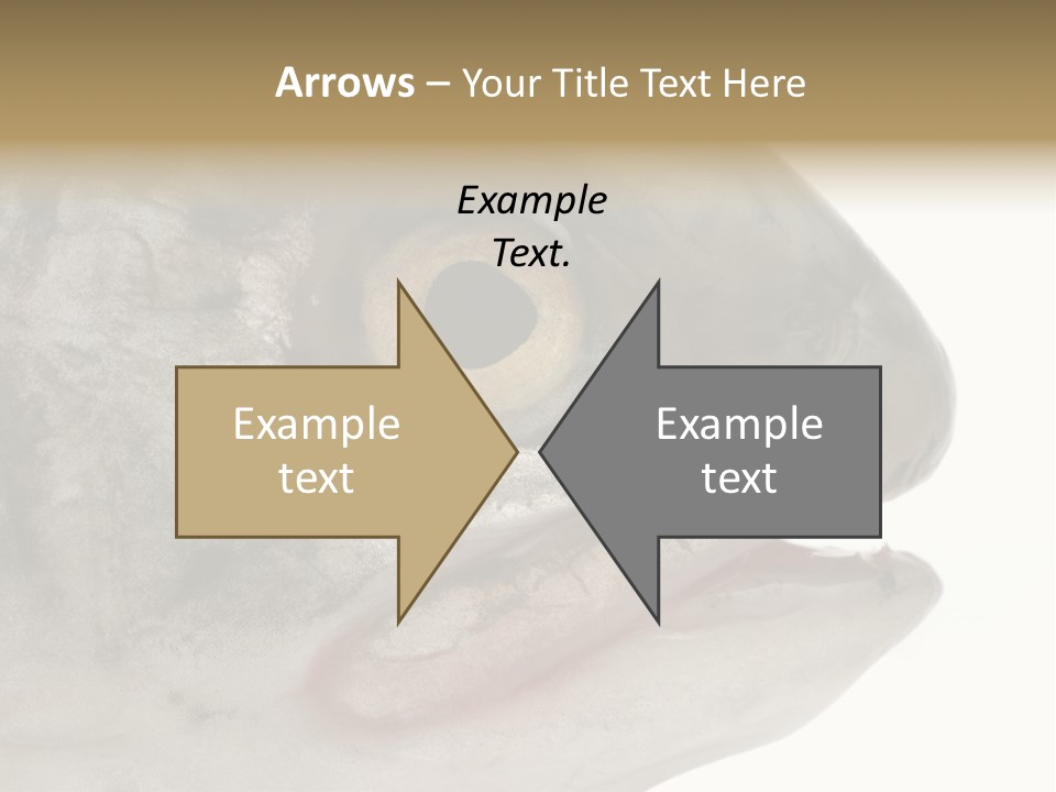 Real Macro Of Fish Head Isolated On White PowerPoint Template