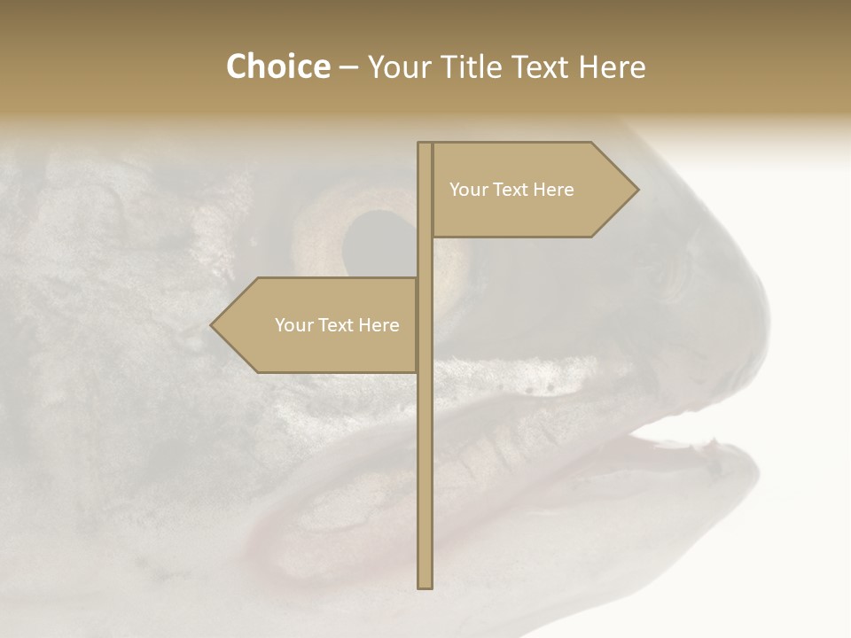 Real Macro Of Fish Head Isolated On White PowerPoint Template