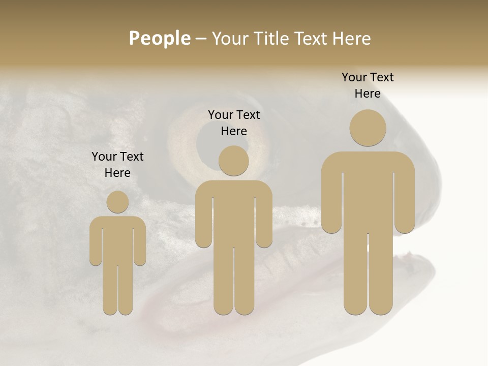 Real Macro Of Fish Head Isolated On White PowerPoint Template