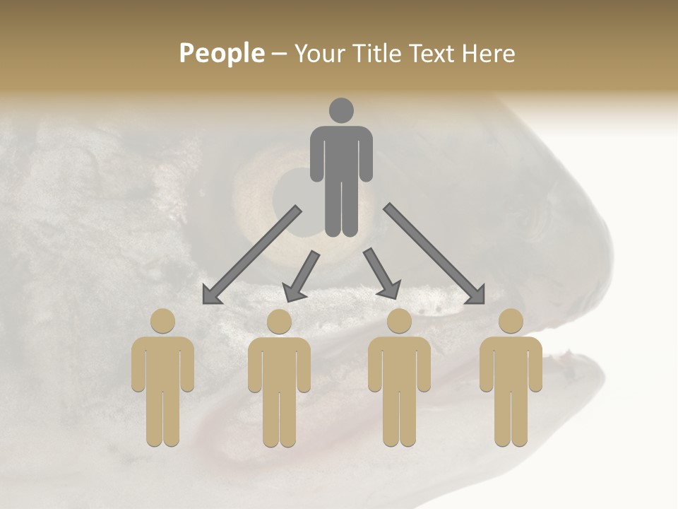 Real Macro Of Fish Head Isolated On White PowerPoint Template