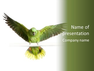 Yellow-Naped Parrot In Front Of A White Background PowerPoint Template