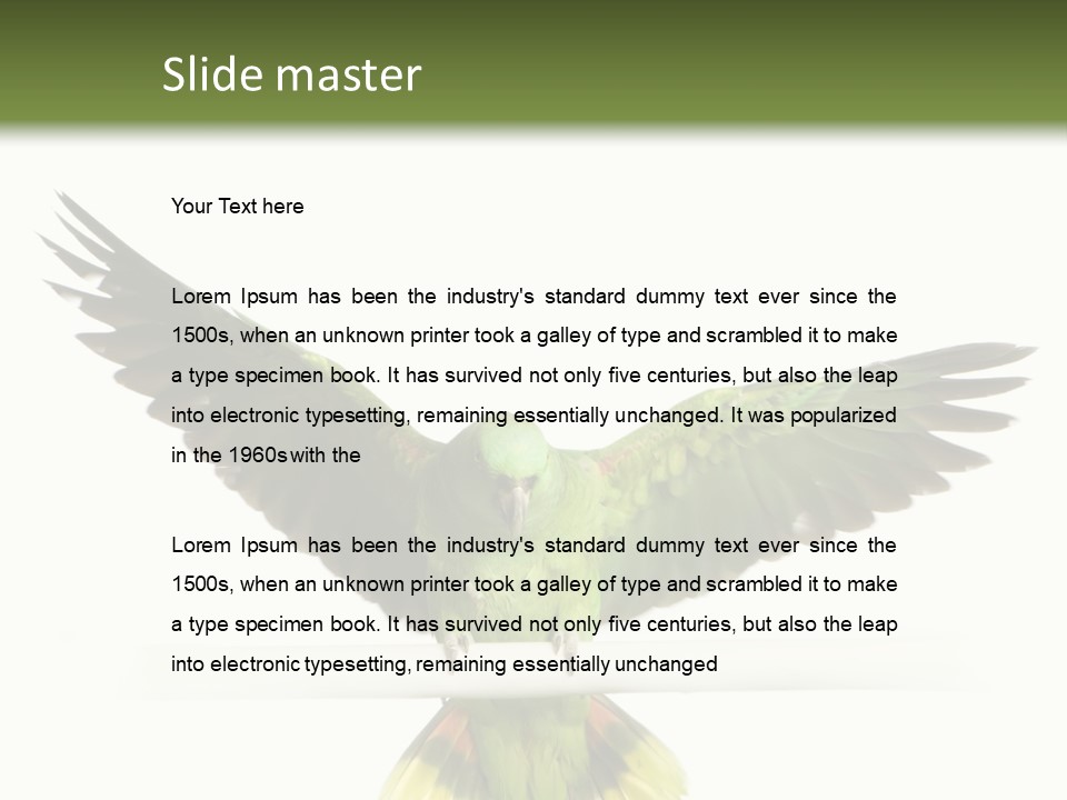 Yellow-Naped Parrot In Front Of A White Background PowerPoint Template