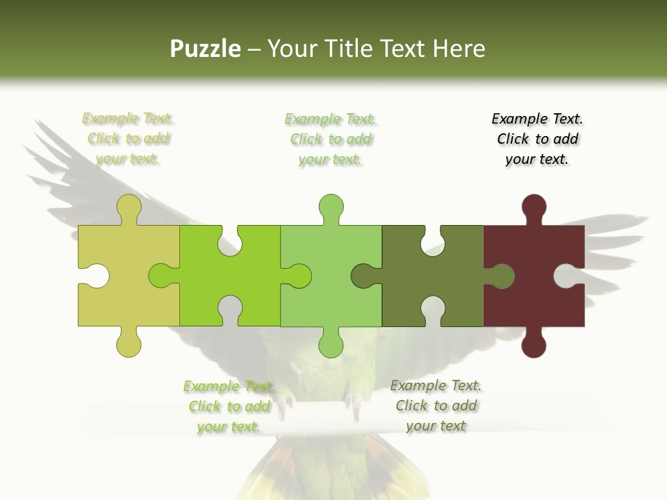 Yellow-Naped Parrot In Front Of A White Background PowerPoint Template