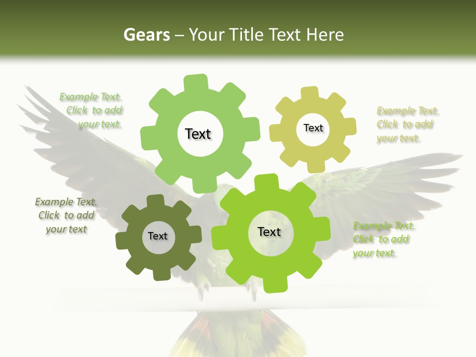 Yellow-Naped Parrot In Front Of A White Background PowerPoint Template