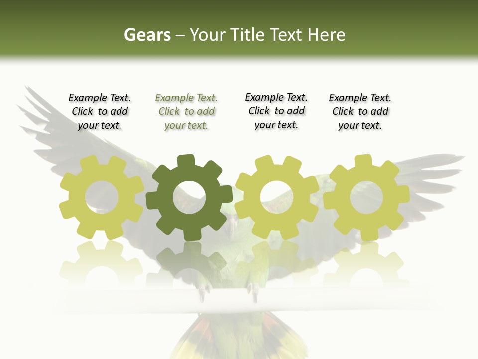 Yellow-Naped Parrot In Front Of A White Background PowerPoint Template