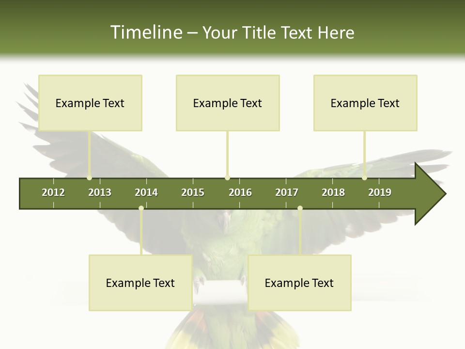 Yellow-Naped Parrot In Front Of A White Background PowerPoint Template