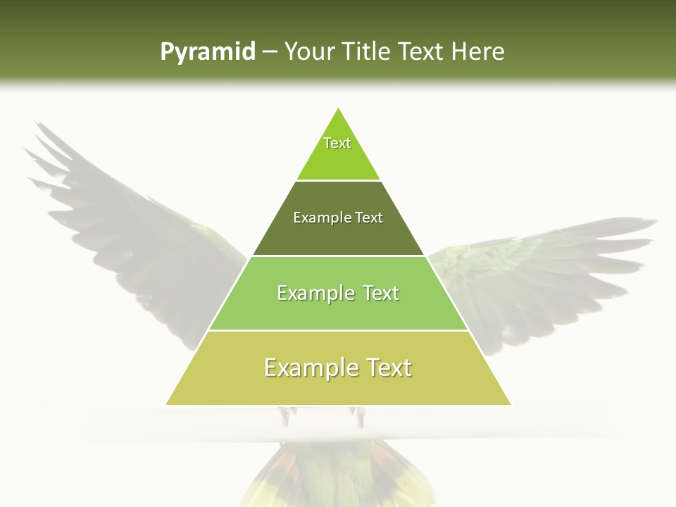 Yellow-Naped Parrot In Front Of A White Background PowerPoint Template