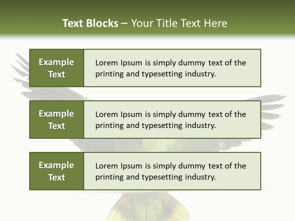 Yellow-Naped Parrot In Front Of A White Background PowerPoint Template