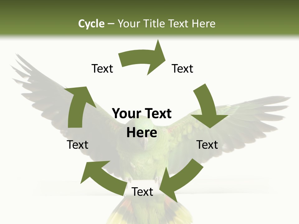 Yellow-Naped Parrot In Front Of A White Background PowerPoint Template