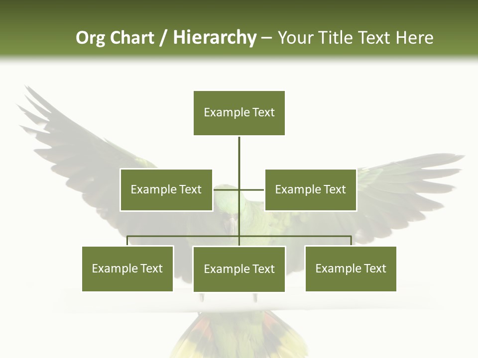 Yellow-Naped Parrot In Front Of A White Background PowerPoint Template