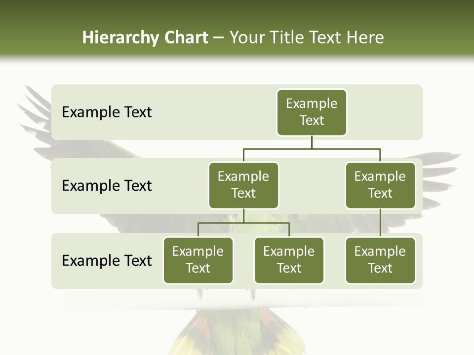 Yellow-Naped Parrot In Front Of A White Background PowerPoint Template