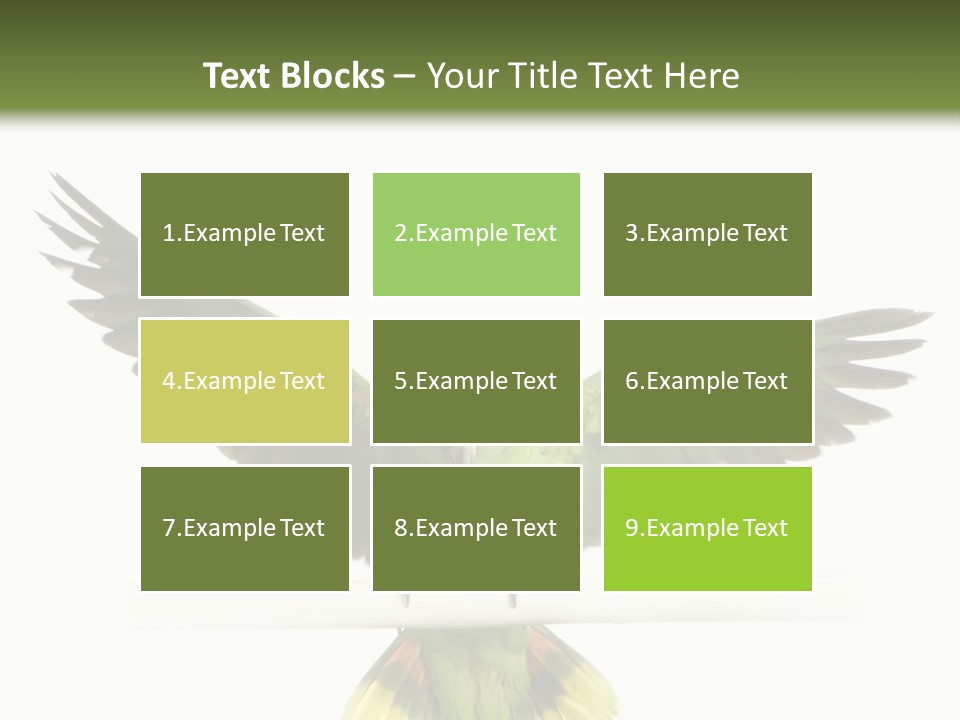 Yellow-Naped Parrot In Front Of A White Background PowerPoint Template