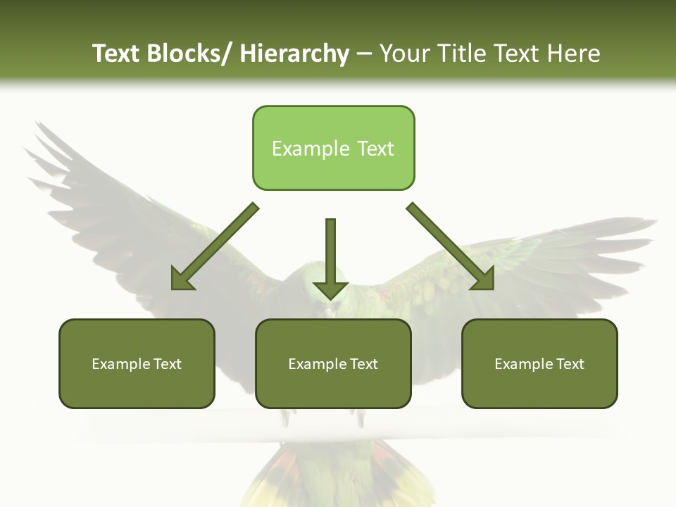 Yellow-Naped Parrot In Front Of A White Background PowerPoint Template